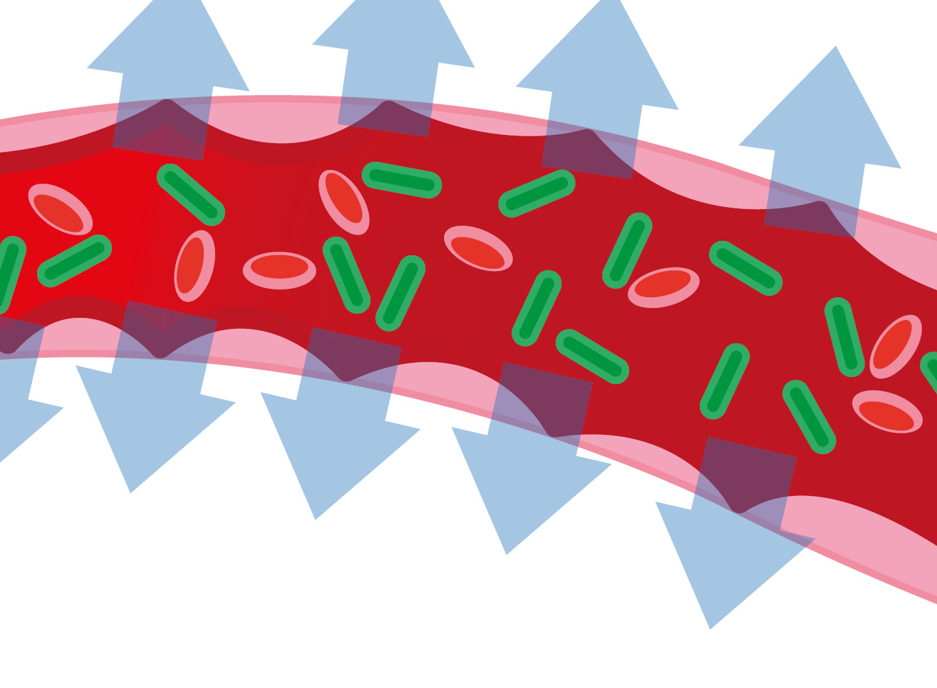 A diagram of bacteria in a blood vessel