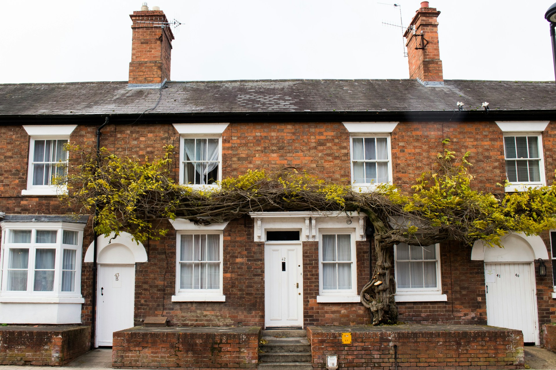 terraced house in the UK with ivy on the walls